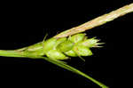 Inflated narrow-leaf sedge